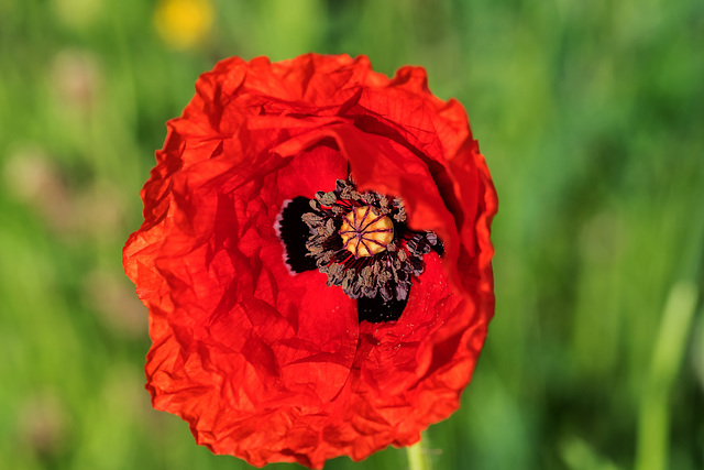 BESANCON: coquelicot (Papaver rhoeas).02