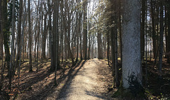 forest walk