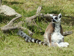 Parc Zoologique de Fréjus (16) - 24 Avril 2017