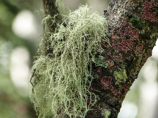 Lichens