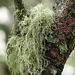 Lichens