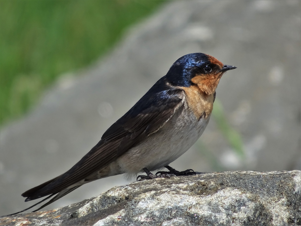 swallow