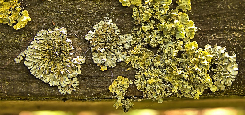Luscious Little Lichen Landscapes!!