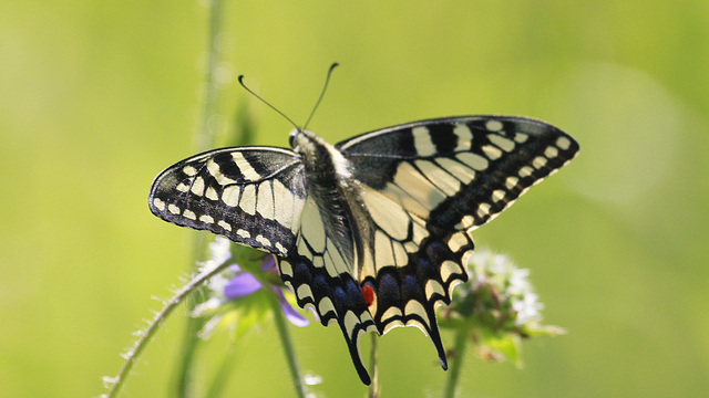 Machaon