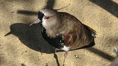 20190911 6276CPw [D~OH] Bronzekiebitz (Vanellus chilensis), Timmendorfer Strand