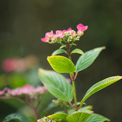 Hortensia