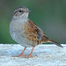 EOS 6D Peter Harriman 08 32 51 43412 adultDunnock dpp