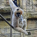 20210729 2208CPw [D~OS] Weißwangen-Schopfgibbon, Zoo Osnabrück