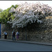 blossom by the infirmary wall