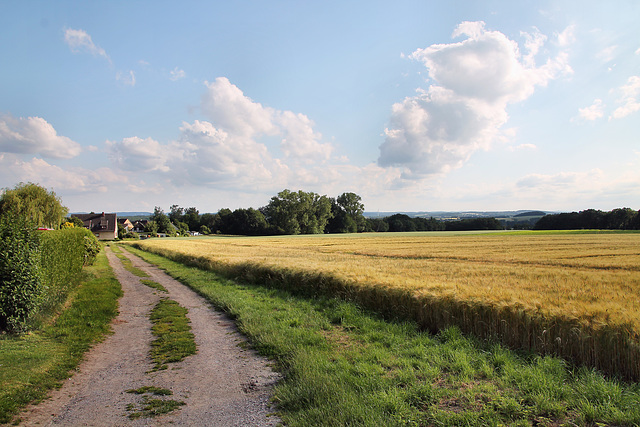 Feld am Heideweg (Fröndenberg-Ardey) / 11.06.2022