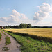 Feld am Heideweg (Fröndenberg-Ardey) / 11.06.2022