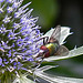 20230719 2584CPw [D~LIP] Flachblättriger Mannstreu (Eryngium planum), Goldfliege (Lcilia agg) Bad Salzuflen