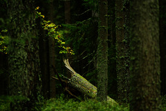 Waldgestalt
