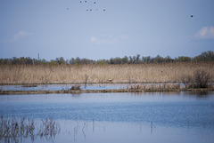 Die Vögel in Jermakiw-Insel