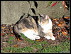 Honey Lying In the Leaves