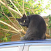 Pippin in his favourite place - on top of the car