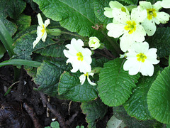 Some tired primroses