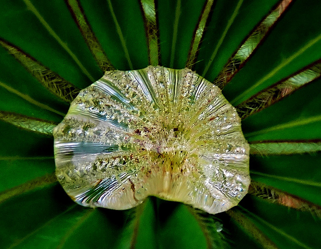 Raindrop on Lupin Leaf