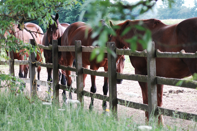 Horses Behind a Fence