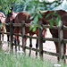Horses Behind a Fence
