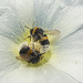 044  Gerangel um den Pollen