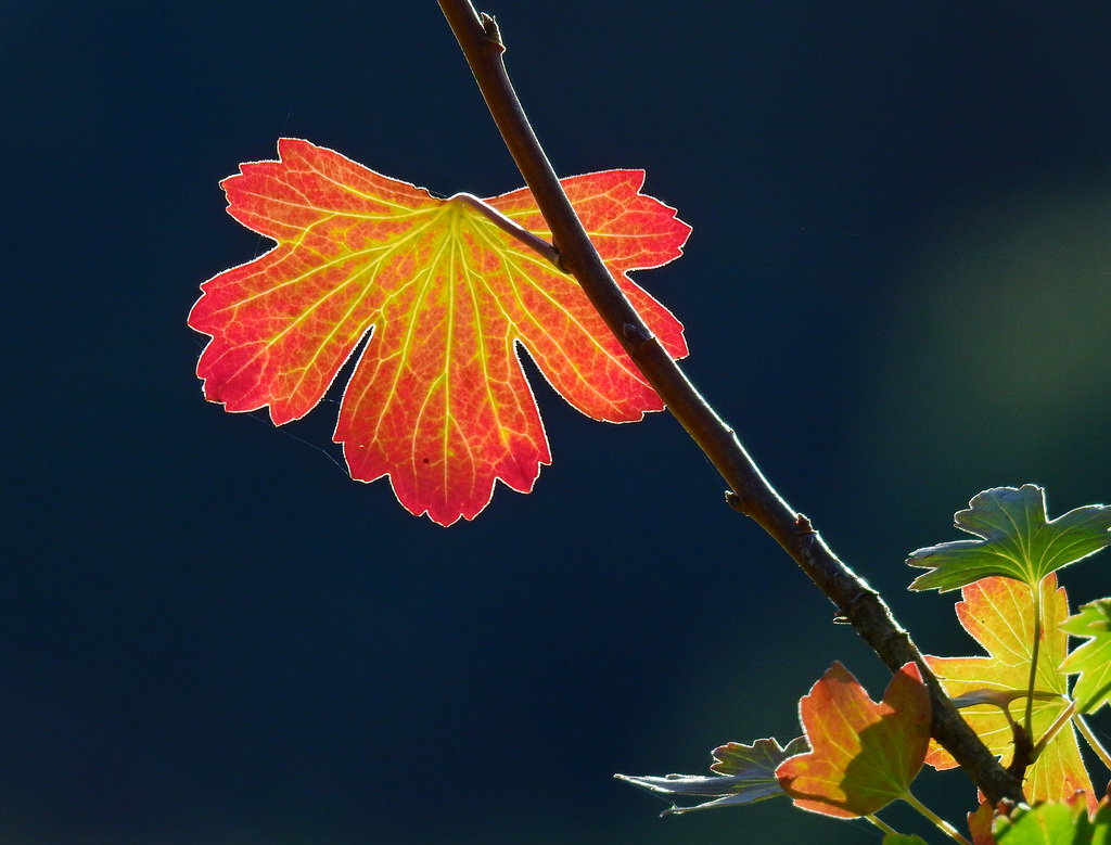 Ich glaube es wird Herbst....PiP!