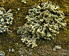 Luscious Little Lichen Landscapes!!
