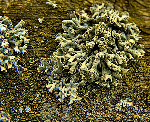Luscious Little Lichen Landscapes!!