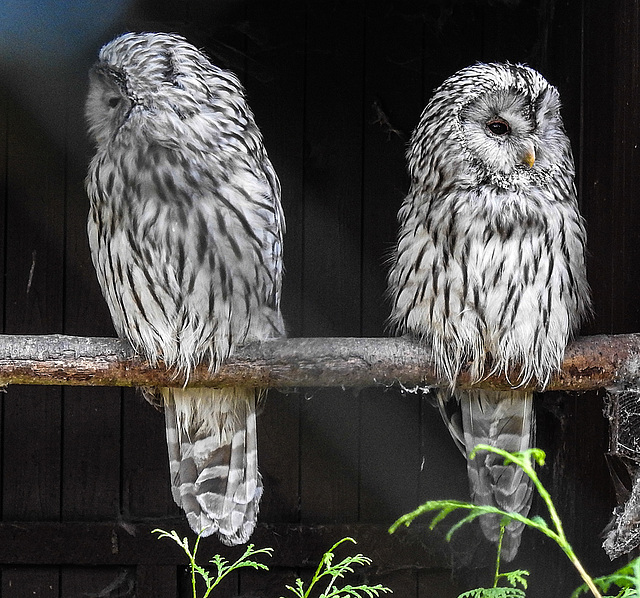 20190911 6277CPw [D~OH] Habichtskauz (Strix uralensis), Timmendorfer Strand