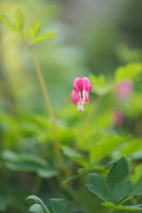 Dicentra spectabilis