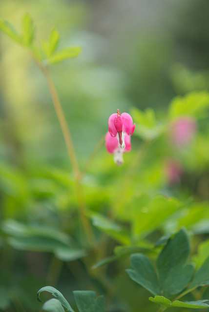 Dicentra spectabilis