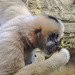 20210729 2209CPw [D~OS] Weißwangen-Schopfgibbon, Zoo Osnabrück