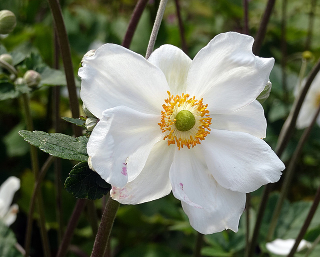 Japanische Herbst-Anemone