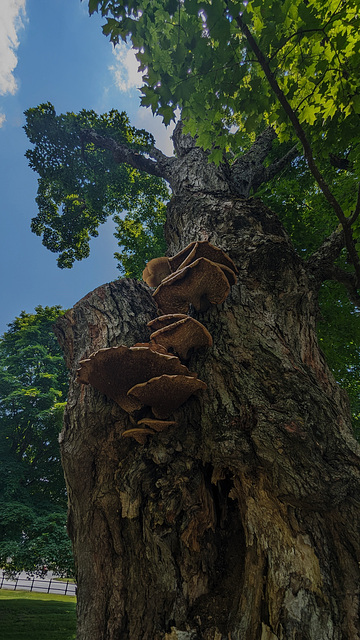 Mushrooms buffet presented high up / Buffet de champignons présenté en hauteur