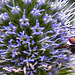 20230719 2585CPw [D~LIP] Flachblättriger Mannstreu (Eryngium planum), Kleine Mistbiene (Syritta pipiens), Goldfliege (Lucilia agg) Bad Salzuflen