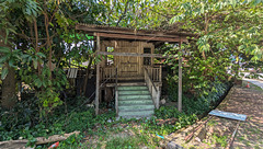 Plantes contre maison abandonnée (2)