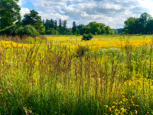 Prairie in Full Bloom