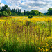 Prairie in Full Bloom