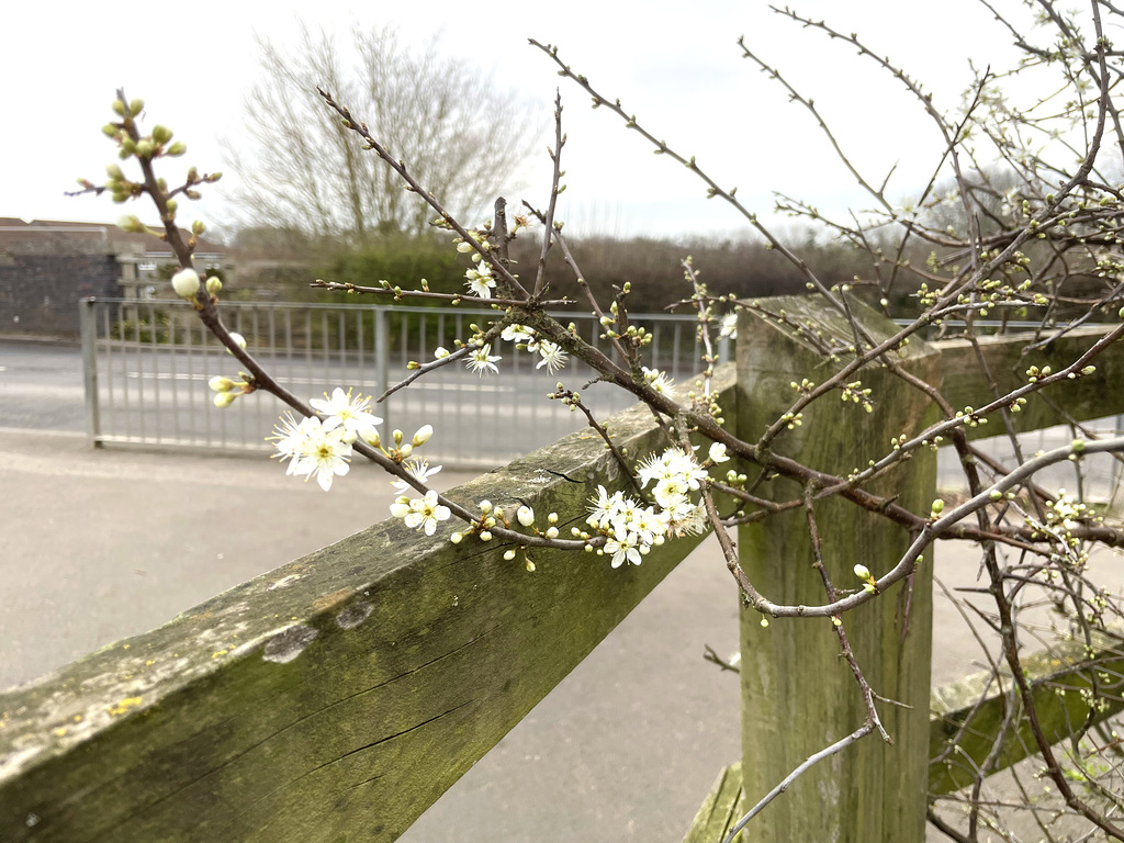Blooming fence