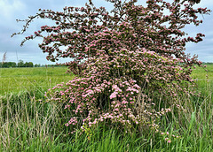 Blühender Busch am Wegrand   (PiP)  'Crataegus monogyna Rosea -Weißdorn Rosea'