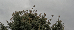 Blue Spruce with Sparrows