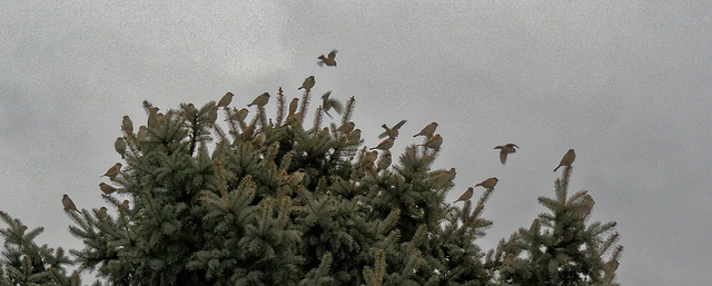 Blue Spruce with Sparrows