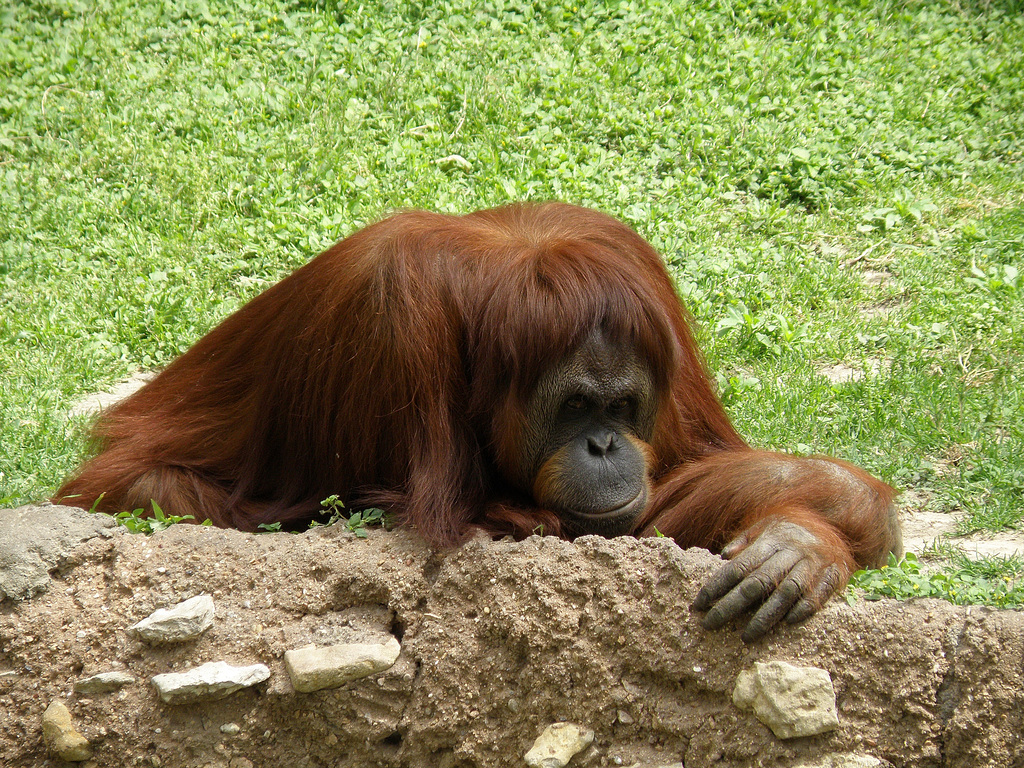 Orang Utan