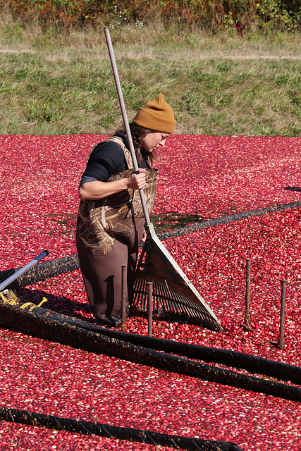 Raking the cranberries