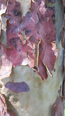 Eucalyptus bark