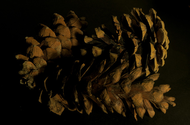 Pine cones