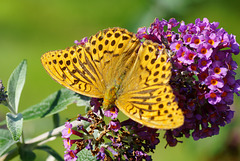 Kaisermantel ♂ auf Nachbars Sommerflieder