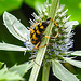 20230719 2588CPw [D~LIP] Flachblättriger Mannstreu (Eryngium planum), Gefleckter Schmalbock (Rutpela maculata), Bad Salzuflen