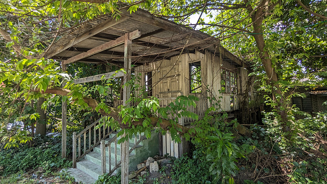 Plantes contre maison abandonnée (1)