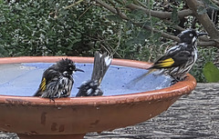 new holland honey eaters bathing new holland honey eaters bathing